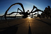 "Crouching Spider" : Louise Bourgeois (b. Paris, 1911) bronze, silver nitrate and polished patina, stainless steel sculpture temporarily installed on the San Francisco waterfront in conjuction with the San Francisco Art Commission.